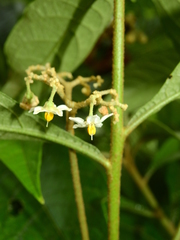 Solanum rugosum
