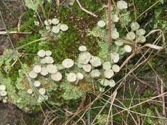 Cladonia pocillum