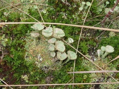 Cladonia pocillum