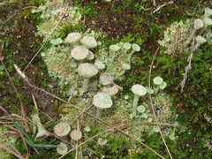 Cladonia pocillum