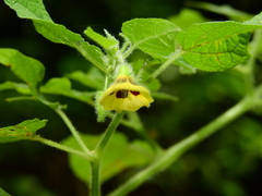 Physalis pubescens