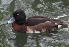 Aythya baeri × nyroca