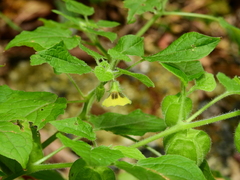 Physalis pubescens