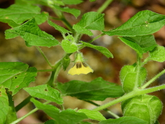 Physalis pubescens