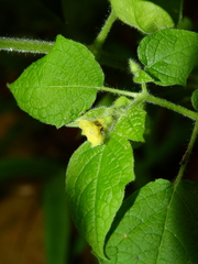 Physalis pubescens