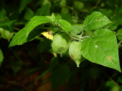 Physalis pubescens