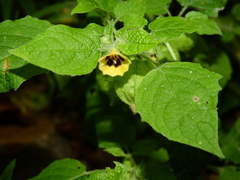 Physalis pubescens