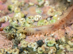 Neanthes cricognatha