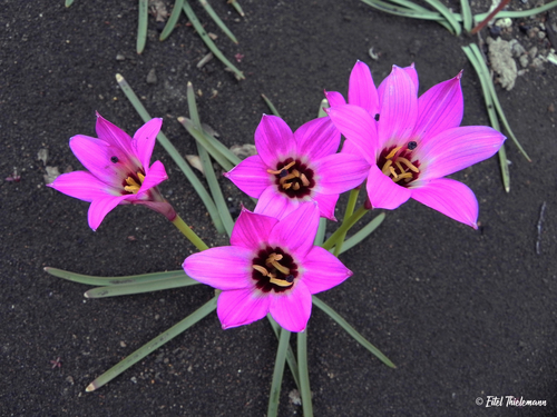 Rhodolirium andicola (Poepp.) Ravenna