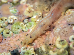 Neanthes cricognatha