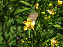 Calycopis caulonia