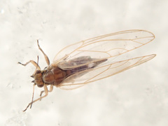 Cacopsylla melanoneura