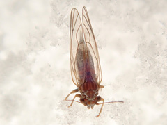 Cacopsylla melanoneura