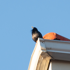 Sturnus unicolor