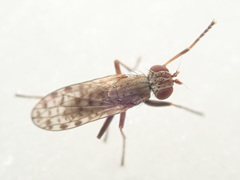Pherbellia schoenherri
