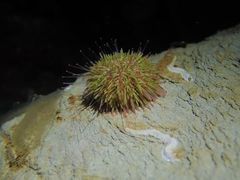 Psammechinus miliaris