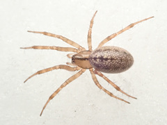 Stemonyphantes lineatus