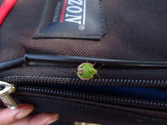Nezara viridula