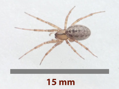 Stemonyphantes lineatus