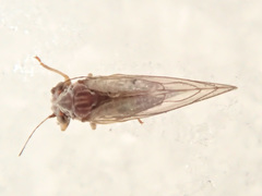Cacopsylla melanoneura