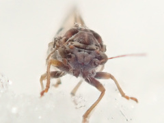 Cacopsylla melanoneura