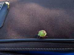 Nezara viridula