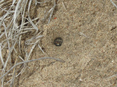 Cicindela scutellaris scutellaris