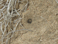 Cicindela scutellaris scutellaris