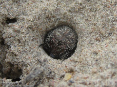 Cicindela scutellaris scutellaris