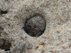 Cicindela scutellaris scutellaris