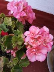 Pelargonium