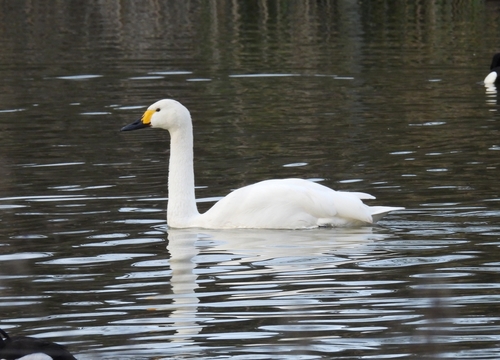 Cisne chico (Cygnus columbianus)