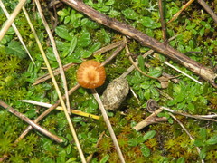 Galerina graminea