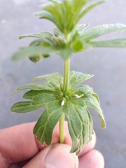 Lamium amplexicaule