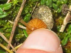 Galerina graminea