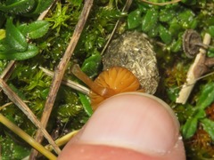 Galerina graminea