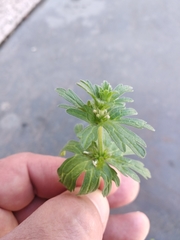 Lamium amplexicaule