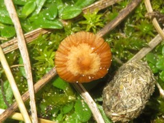 Galerina graminea