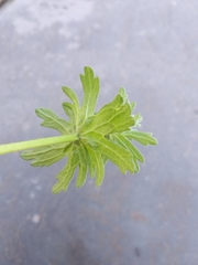 Lamium amplexicaule