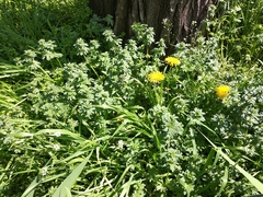 Lamium amplexicaule