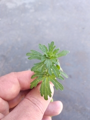 Lamium amplexicaule