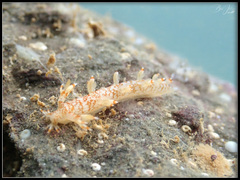 Bornella stellifera