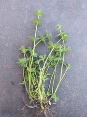 Lamium amplexicaule