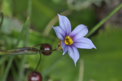 Sisyrinchium chilense