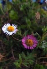 Erigeron karvinskianus