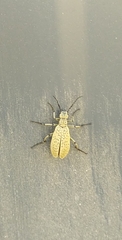 Epicauta minutepunctata