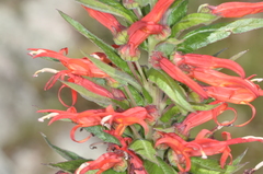 Siphocampylus foliosus