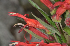 Siphocampylus foliosus