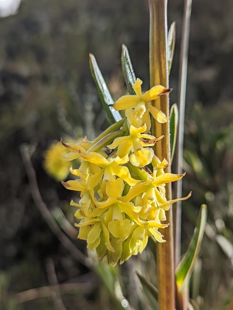 Epidendrum zipaquiranum