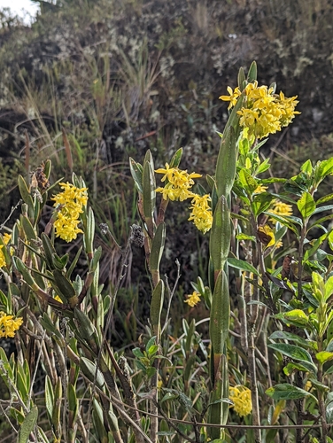 Image of Epidendrum zipaquiranum by (c) My-Lan Le, some rights reserved (CC BY)